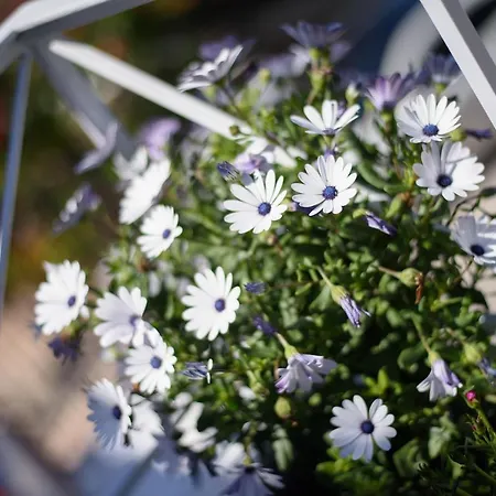 Nyaraló Kontesa Kamara Corfu